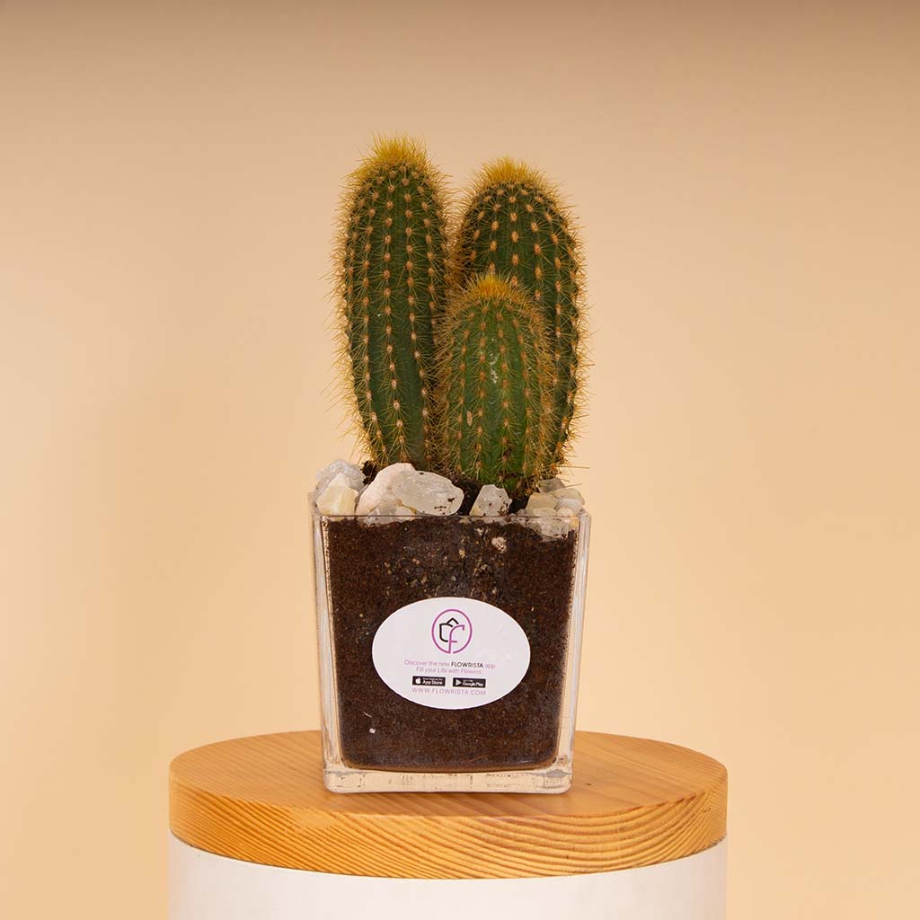 Flowrista Online Flowers Shop Cactus Vase