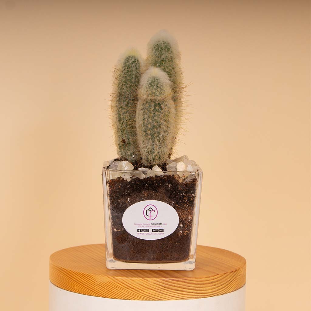 Flowrista Online Flowers Shop Cactus Vase - White
