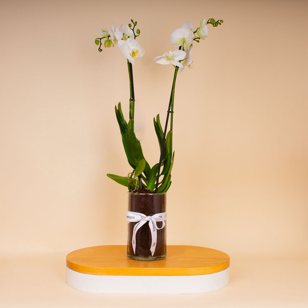 Flowrista Online Flowers Shop Flowrista | White Phalaenopsis Orchid Plant