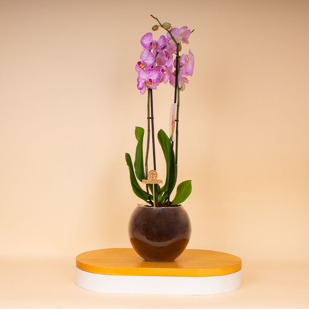 Flowrista Online Flowers Shop Flowrista | Light Purple Phalaenopsis Orchid Plant